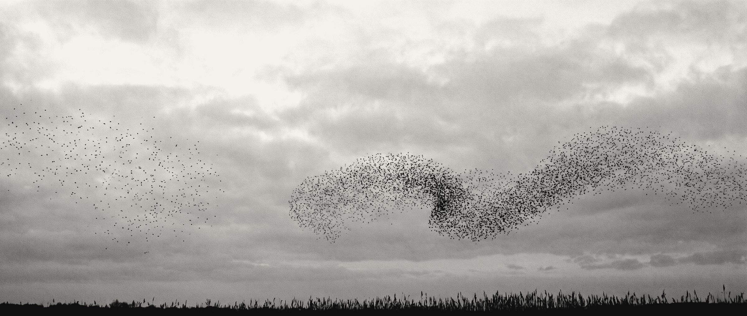 En flok stære over et rørskov. Til venstre flyver fuglene spredt, til højre flyver de som én samlet flok.